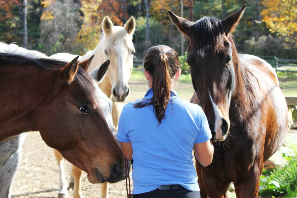 Willing horses