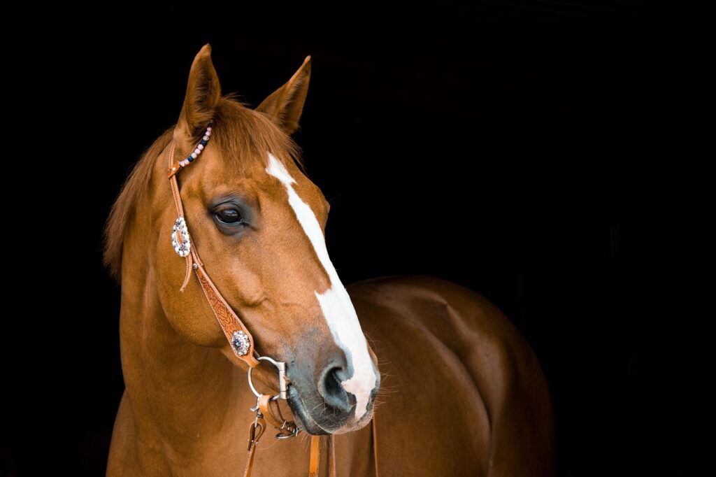 horse, mare, bridle, animal, horse riding, equestrian, nature, brown, mammal