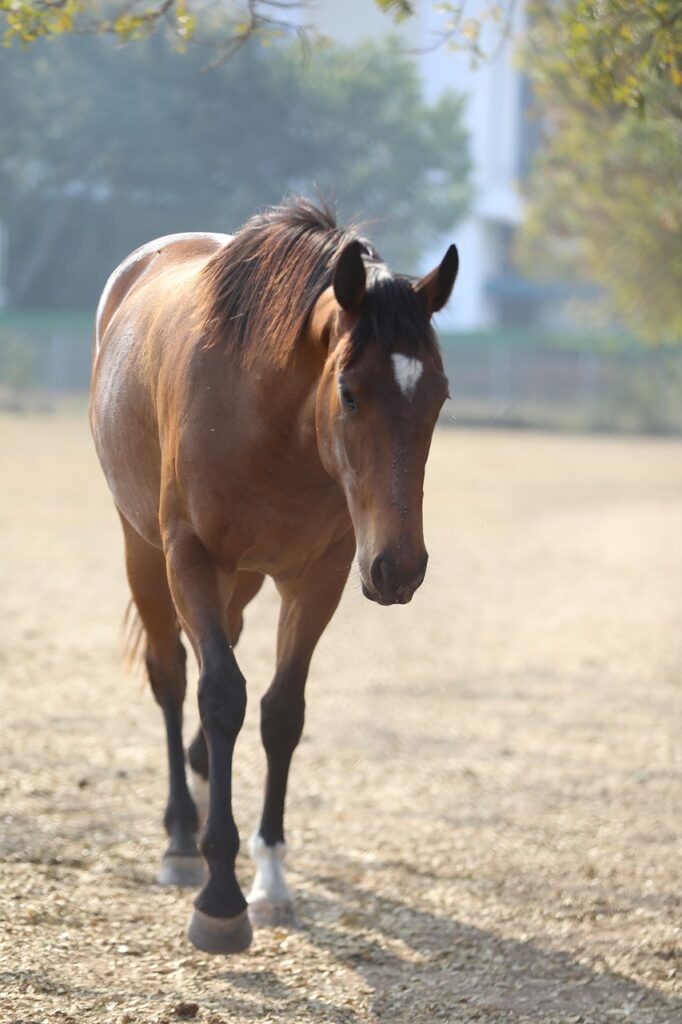 horse, equine, nature, questrian, field, pasture, horse head, animal, brown horse, horse riding club