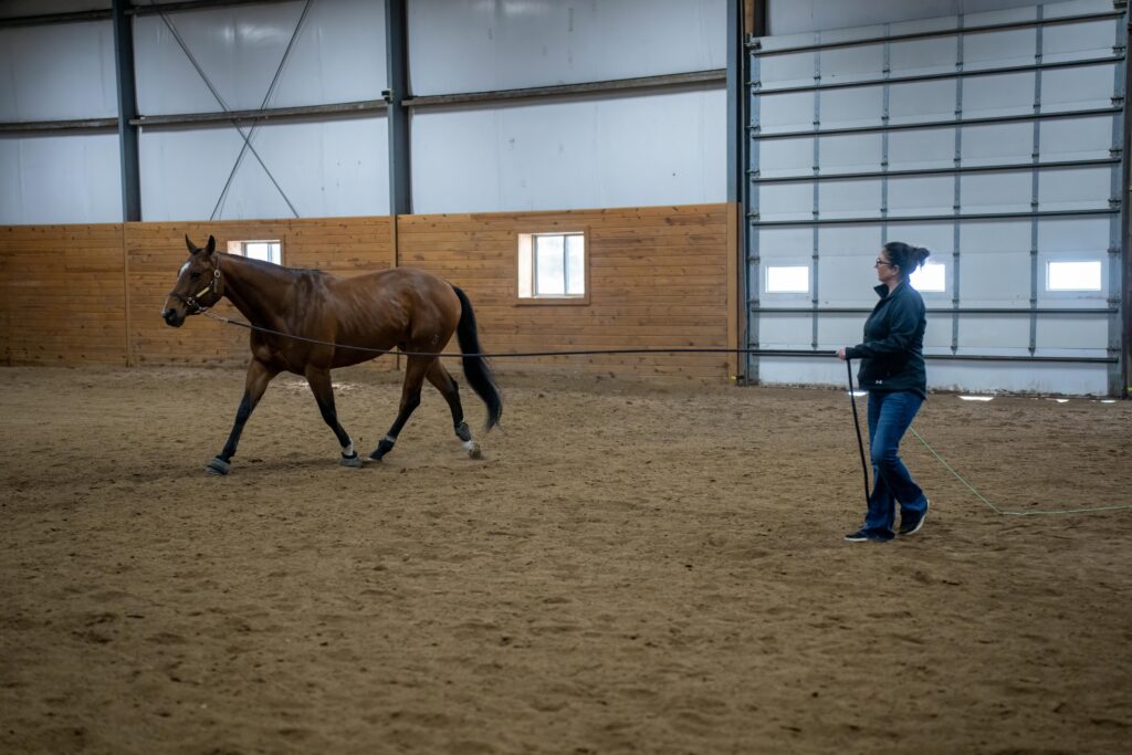 A woman leading a horse in an indoor arena located in Winona, MN. Equestrian training session.