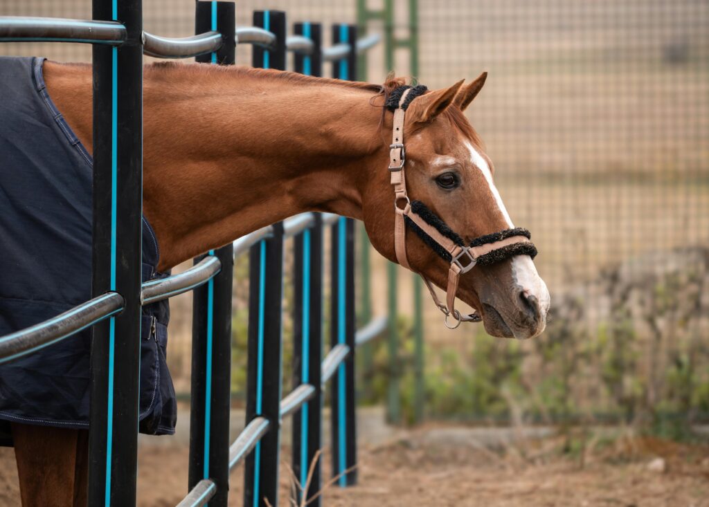 Close-up of a chestnut horse peeking through a paddock railing, wearing a halter.