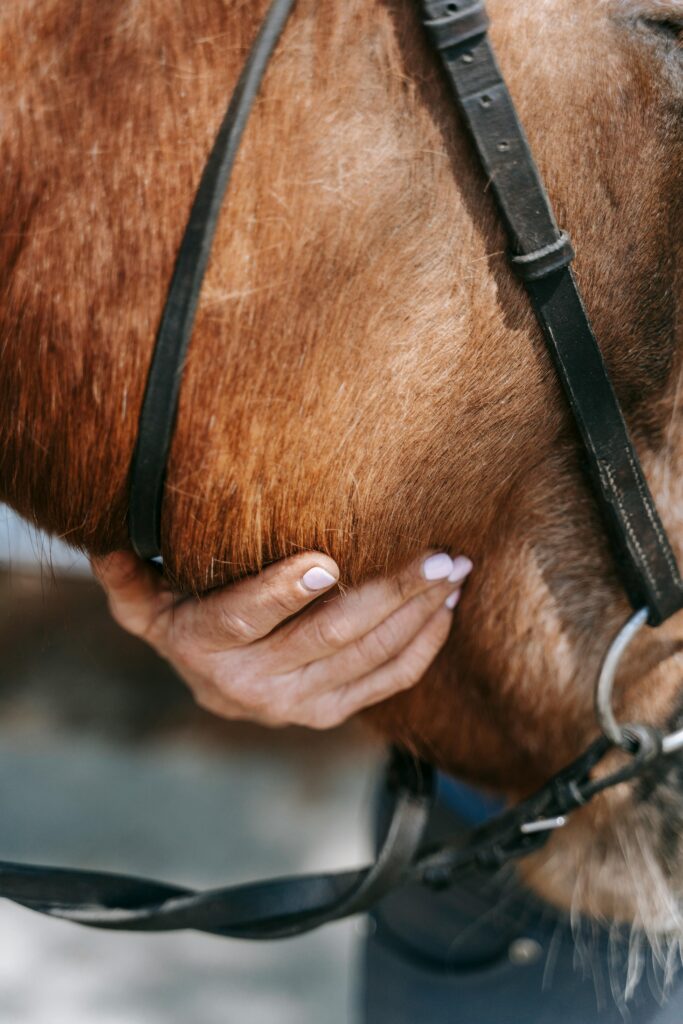 Close-up view of a person's hand gently touching a horse's fur, showcasing animal-human bonding.